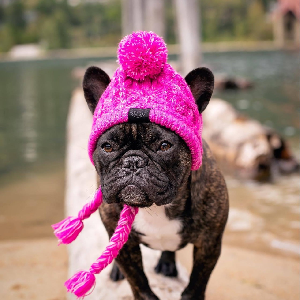 Warm soft cotton wool small medium-sized dog dog cat hat and headgear