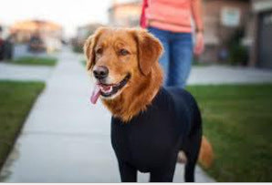 Medium and large dog base full pack four-legged autumn and winter dog clothes four-legged clothes