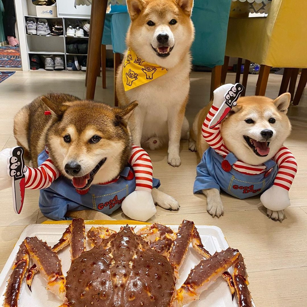 Halloween pequeño perro mediano transformado en ropa para mascotas