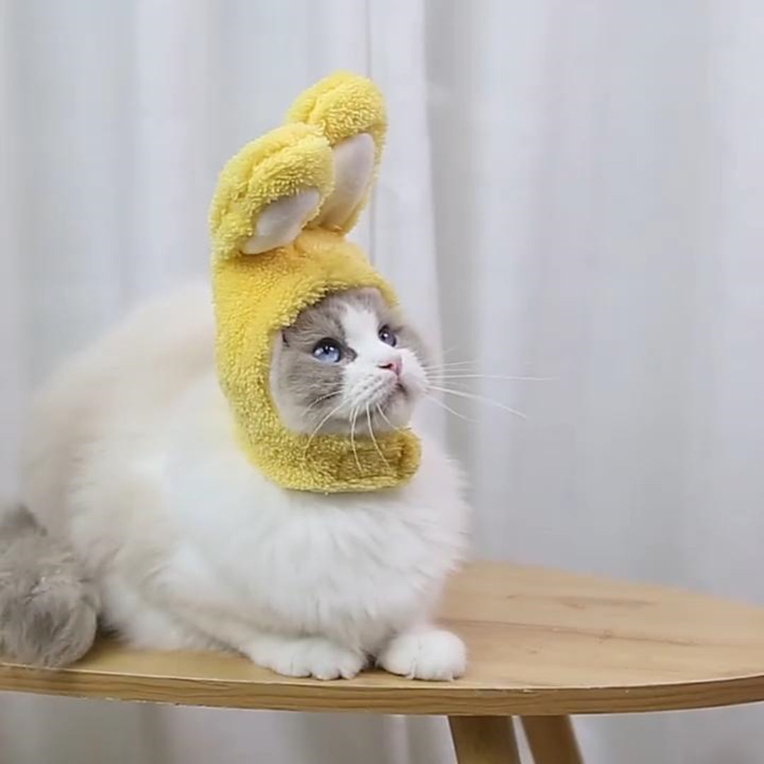 Hat and head for dogs and cats