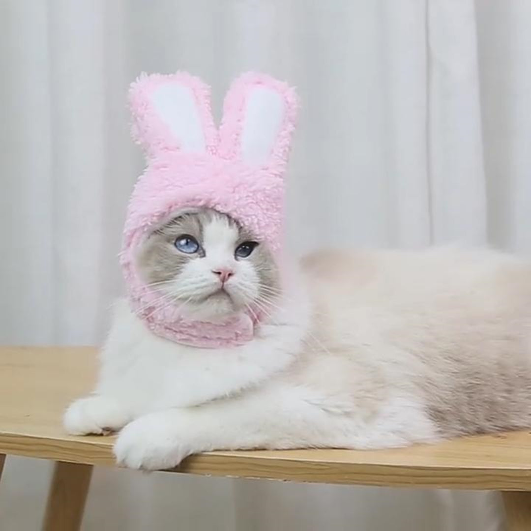 Hat and head for dogs and cats
