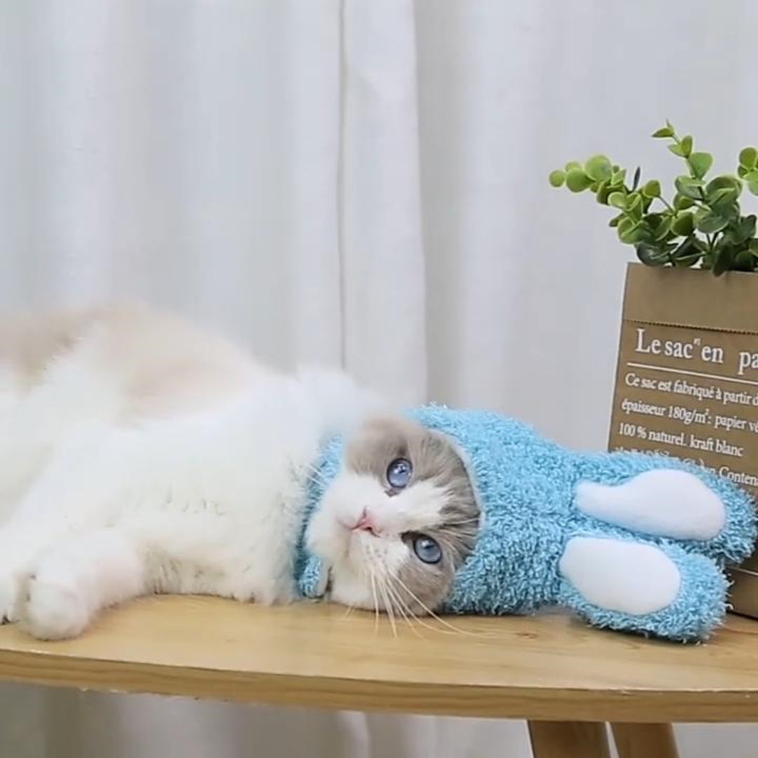 Hat and head for dogs and cats