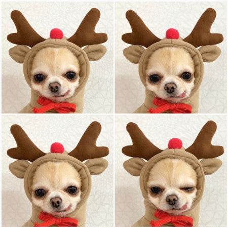 Dog autumn and winter small medium-sized dog love two feet clothes cat cute pet clothing supplies spot wholesale