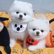 Dog and cat strap Saliva towel bib belly pocket Pumpkin Ghost Festival Christmas pet supplies clothing decoration supplies