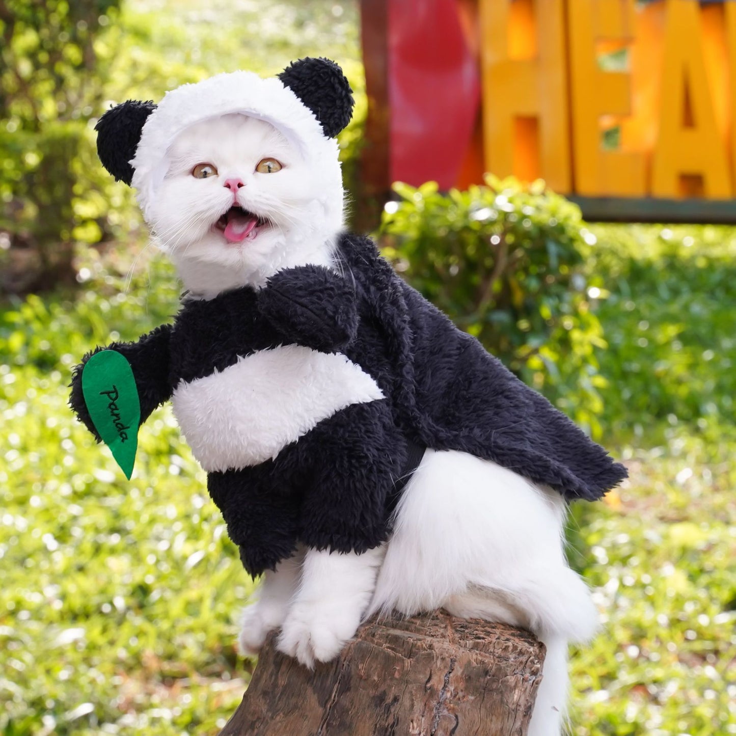 Transform into a panda costume