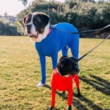 Medium and large dog base full pack four-legged autumn and winter dog clothes four-legged clothes