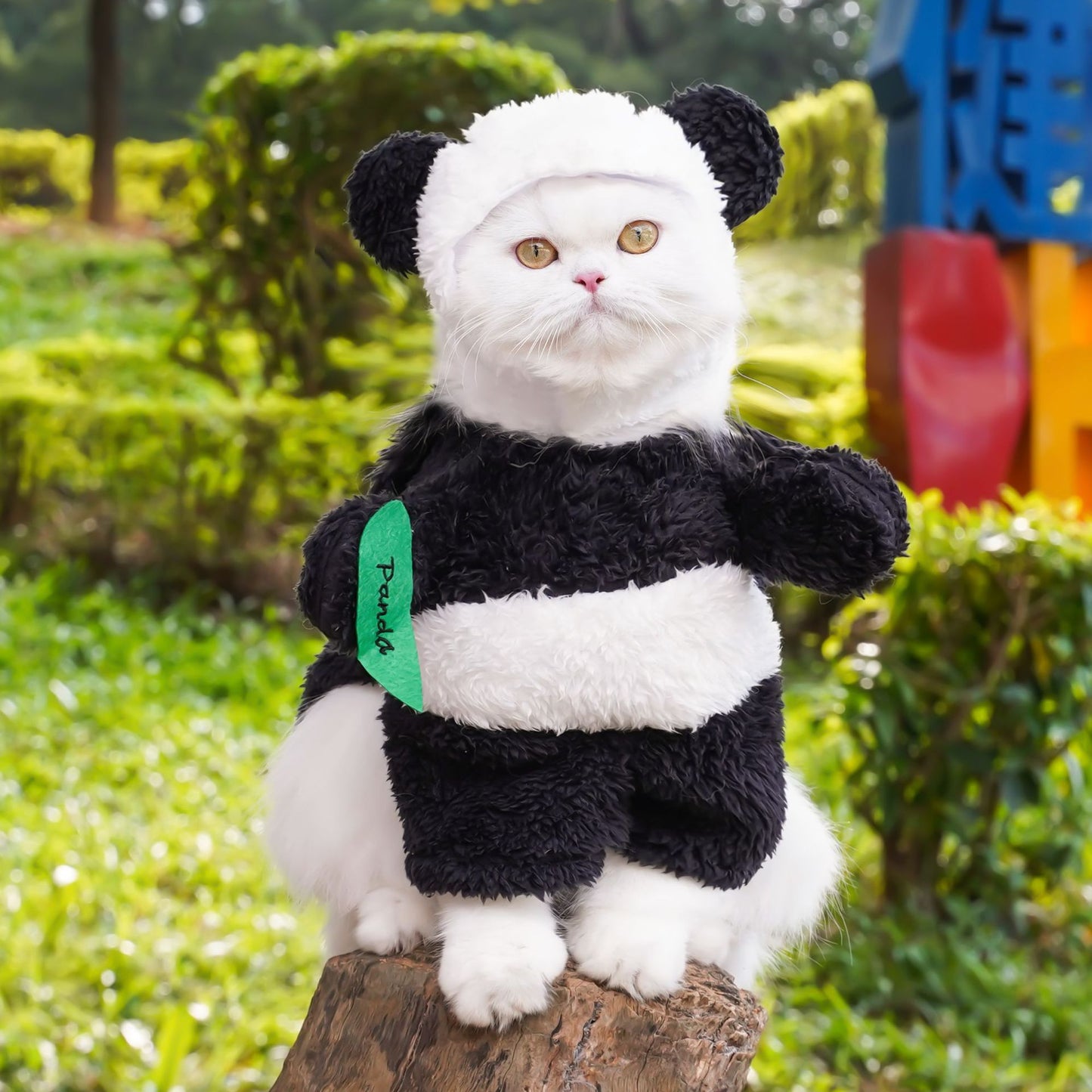 Transform into a panda costume