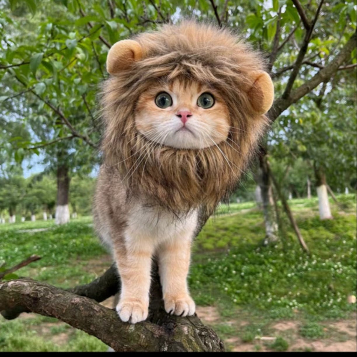 Halloween lion turns into an adjustable pet hat