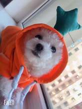 Turn dog cat small medium-sized dog autumn and winter hoodie fleece clothing supplies pet